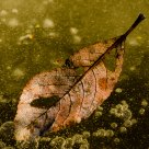 Frozen leaves